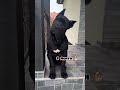 Cane Corso Transformation Von Einem Monat Bis Zu Einem Jahr Transformation Futter Hundeliebhab