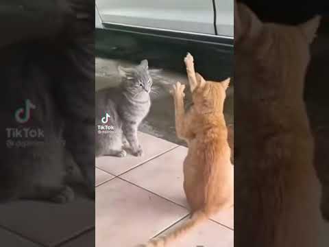 SHAMAN | FUNNY VIDEO tik tok 2021 new |  funniest videos with cats | funny cats tiktok videos