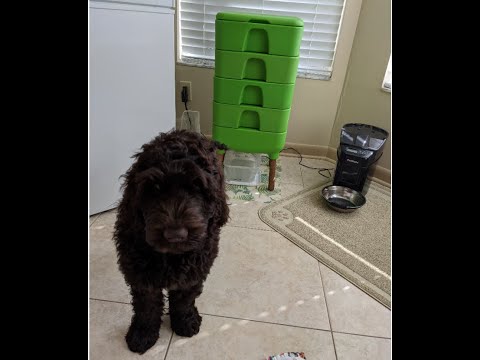 Hot Frog Composter Day 117 - Expansion Tray Set Unboxing - Set Up and Feeding - Vermicomposting PT 2