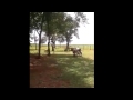 Goat Knocks Out Cow With A Headbutt