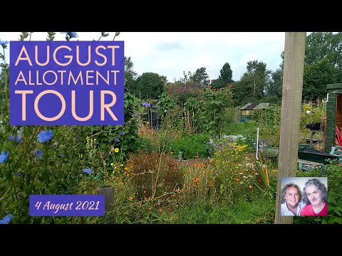 August Allotment Tour (UK), 4/8/2021 - warts and weeds...