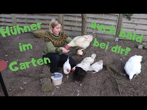 Our chickens - Keeping chickens in the garden - Part 1