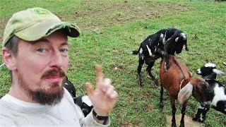 New Buck 🐐 Wastes No Time Getting Down To Business