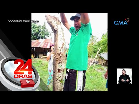 Kasili o Palos na may timbang na mahigit 16kg, nahuli sa Lake Sebu, South Cotabato | 24 Oras