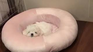 Download lagu iKON JU-NE ANNOYING and TALKING TO HIS PUPPY KOO BBANGDAENG｜具俊会搞笑的跟他的狗KOO BBANGDAENG说话，狗狗也懒得理他😂｜ mp3