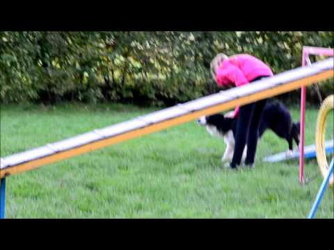 ~Buddy~ | Agility trénink  [ 28.10.]