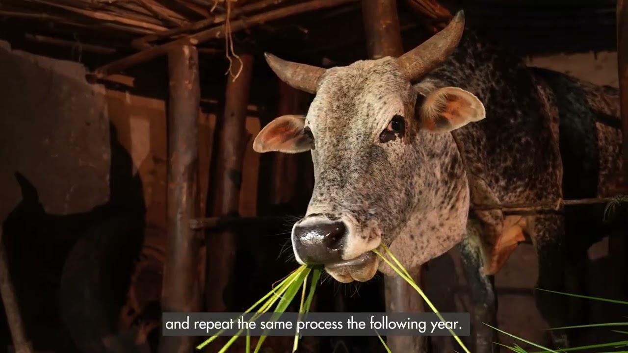 Bundling of feed and forage innovations for adoption and impact