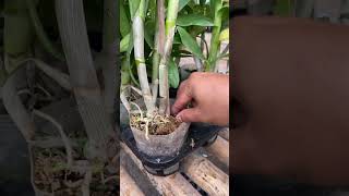 Download lagu cara menyiram anggrek agar tidak keriput ✨ #anggrek #dendrobium #phalaenopsis #gardening #orchid mp3 Download lagu cara menyiram anggrek agar tidak keriput ✨ #anggrek #dendrobium #phalaenopsis #gardening #orchid mp3