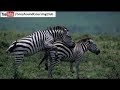 Zebra Zebra Lounge Animals In Zoo