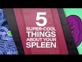 5 Super Cool Things About Your Spleen