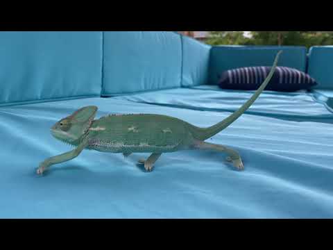 Chameleon dance