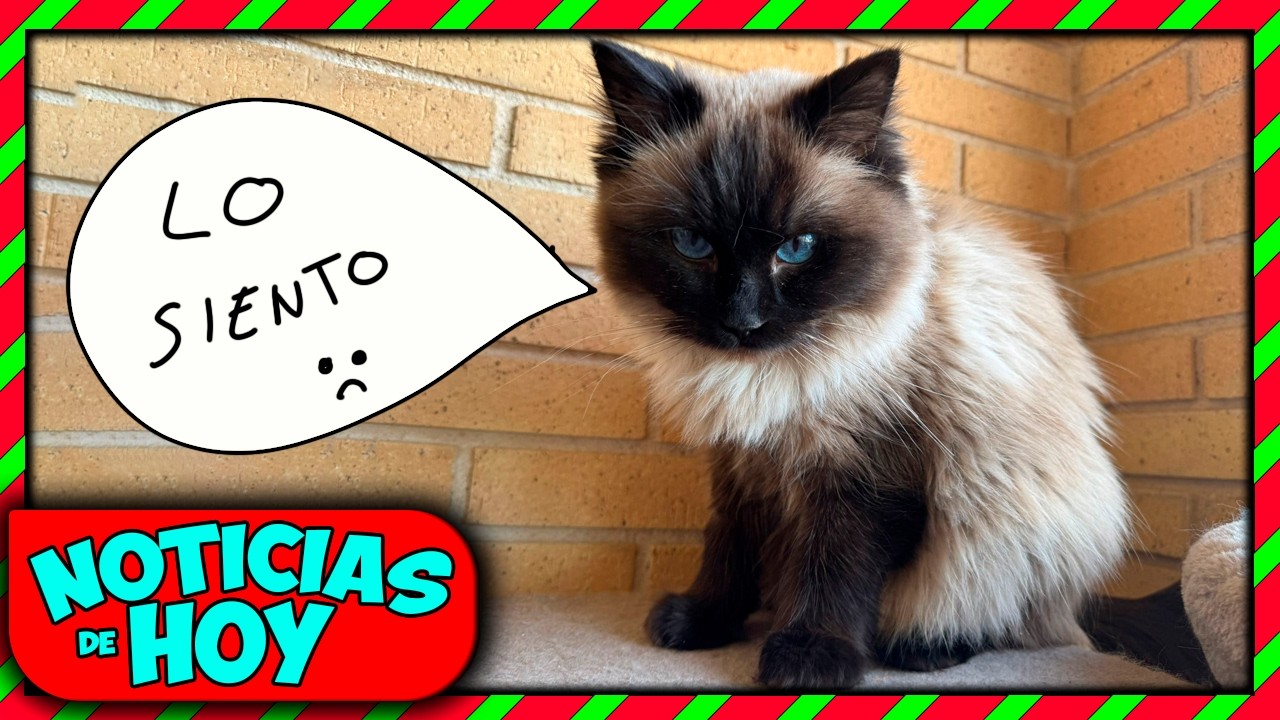 Gato boicotea las noticias🔥Presidente Perú⚠️Amaños PSOE [18/2/26]