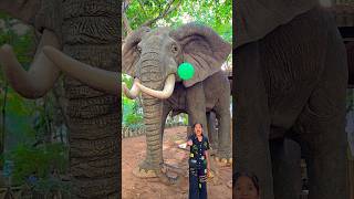 Download lagu Papa .......... No........ 🐘🎈❤️ #shorts mp3