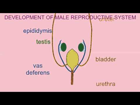 DEVELOPMENT OF THE MALE REPRODUCTIVE SYSTEM