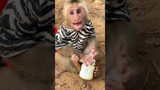 Download lagu gantal man  #entertaininganimals #cutebaby #wildlifeentertainment mp3