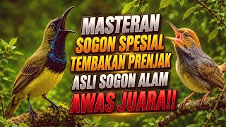Download lagu Masteran Sogon Spesial 🔥 Tembakan Prenjak Asli Sogon Alam | Bikin Rajin Bunyi & Variasi Isian mp3