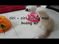 Tanda Tanda Kucing Mau BuangAair Besar