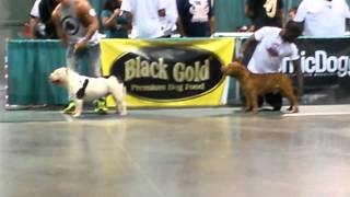 Big County winning at the abkc show in Atlanta