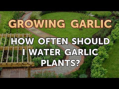 How Often Should I Water Garlic Plants