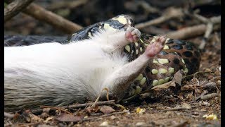 Snake Kills Rodent Which Fascinates Baby Capuchin  | Wild Brazil | BBC Earth
