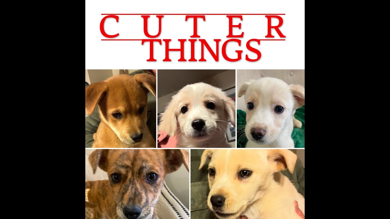 Enlarge Nancy, a ADOPTABLE mixed breed in Pottstown, PA video 3/3