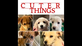 Video preview image #1 Boxer-Retriever  Mix Puppy For Sale in Pottstown, PA, USA