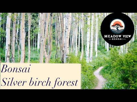 Bonsai Silver birch forest on a slab.