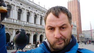 Pigeons of Venice - Nightmare for Tourists who love eating burgers :D - Animalz TV