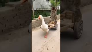 Download lagu kucing 🐱 lucu naik gerobak bebek 🦆 gemoy #kucinglucu #lucu #shorts mp3