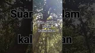 Download lagu Sounds in the forests of Kalimantan #sounds #forest #borneo mp3 Download lagu Sounds in the forests of Kalimantan #sounds #forest #borneo mp3