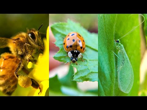 5 Beneficial Insects to Must Have in Garden