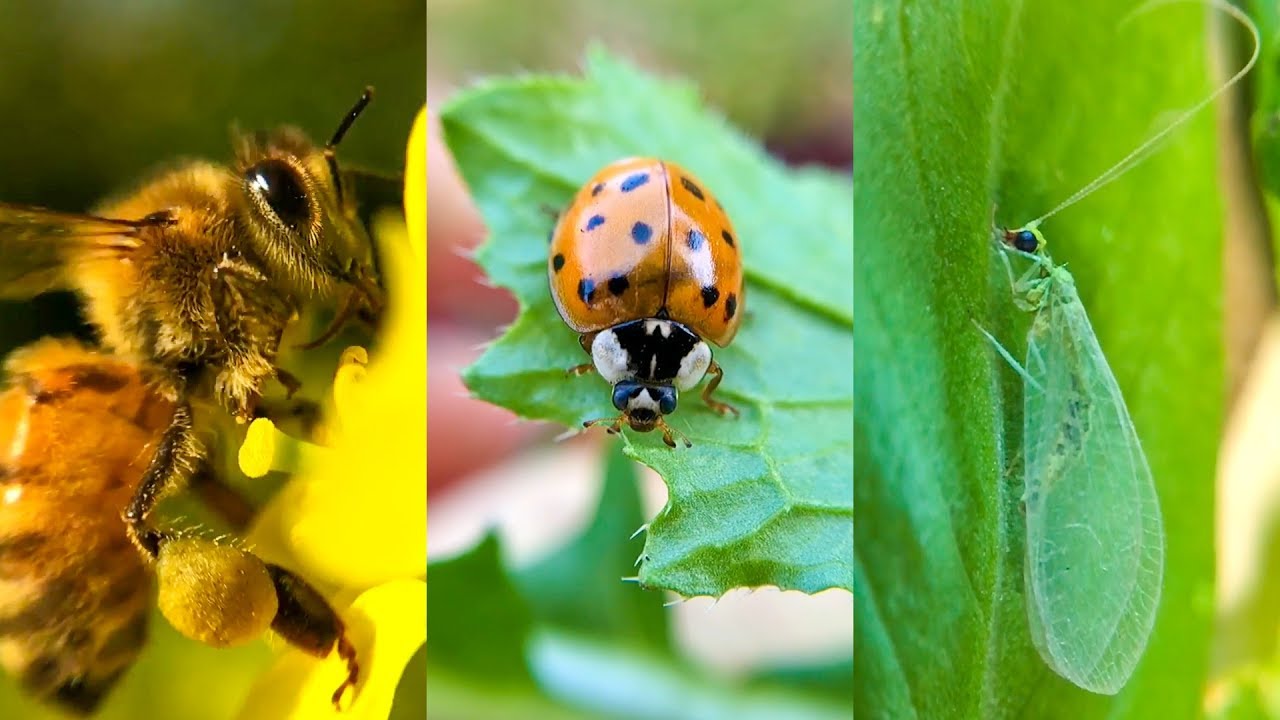 5 Beneficial Insects to Must Have in Garden