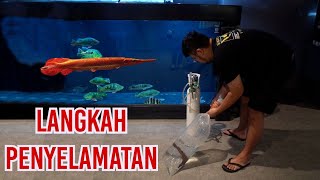 PEMINDAHAN DARURAT ALIGATOR MERAH - PROSES EVAKUASI YANG RIBET UNTUK SEBUAH ALIGATOR