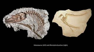 Exploring Methods in Fossil Photography
