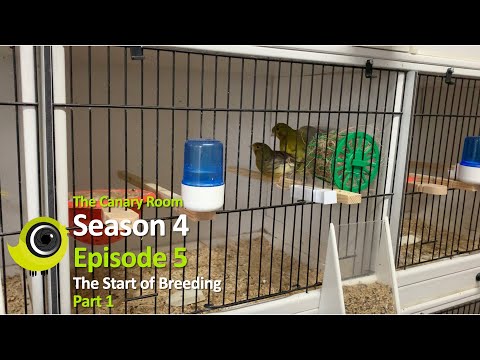 The Canary Room - Season 4 - Episode 5 - The start of breeding