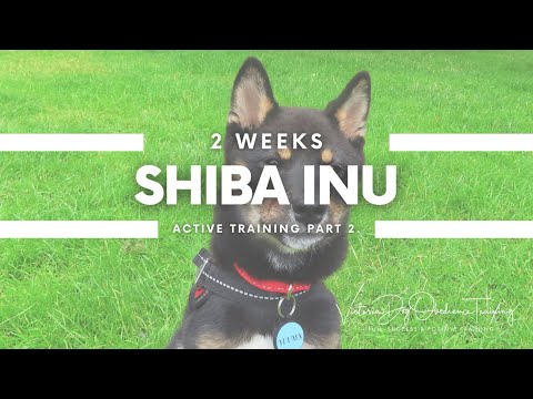 Victoria Dog Obedience Training video.