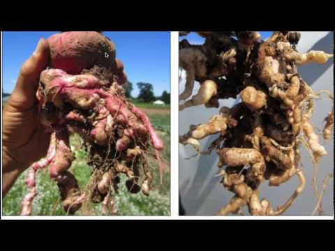 Integrated Clubroot Management Strategies for Brassica Crops