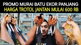 Download lagu 🔥ED4N SEMURAH INI HARGA (MURAI BATU EKOR PANJANG) DI KIOS ARIS PASAR BURUNG PRAMUKA HARI INI mp3 Download lagu 🔥ED4N SEMURAH INI HARGA (MURAI BATU EKOR PANJANG) DI KIOS ARIS PASAR BURUNG PRAMUKA HARI INI mp3