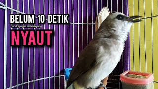 Download lagu trucukan gacor ROPEL PANJANG buat pancingan trucukan agar bunyi JADIKAN burung trucuk gacor NYAUT mp3