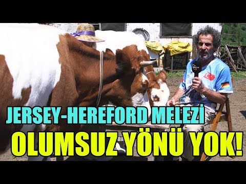 , title : 'Jersey-Hereford Melezi / OLUMSUZ YÖNÜ YOK!'