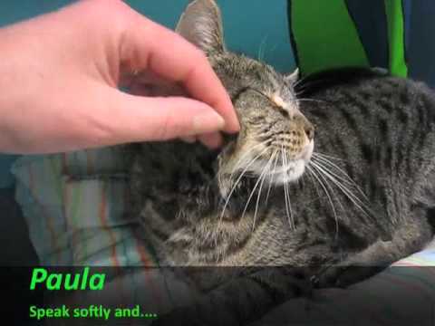 Paula, an adopted Domestic Short Hair & Tabby Mix in Sherwood, OR_image-1