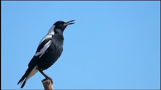 Australian Magpies calling