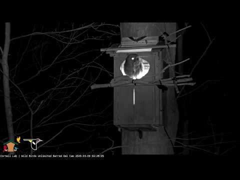 Male Barred Owl Delivers Early Morning Earthworm To His Mate – March 9, 2020