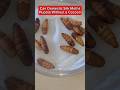Did you know #silkworms could #pupate without a #cocoon