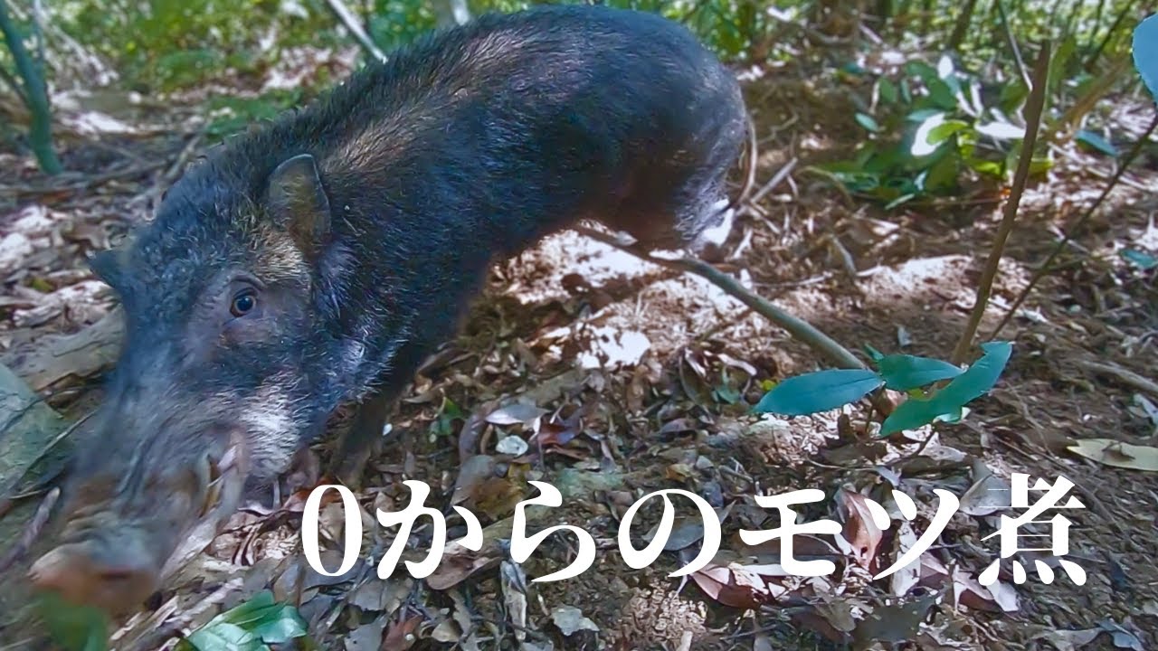 長期保存でも美味しいイノシシ！【猪のモツとすね肉で大量モツ煮】猟期前のストッカー整理