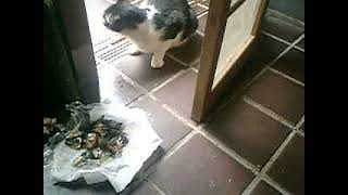 02）06 09 12動画。エサをジッっと見たけれども、外へ出てしまった。