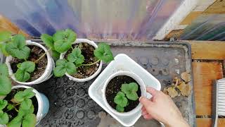Overwintering strawberry plants in pots