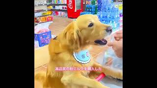 #animals #犬動画 #わんこ #いぬすたぐらむ #犬のいる暮らし #賢い犬 #忠犬 #感動犬