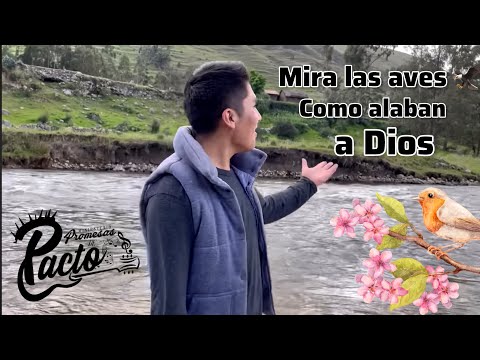 Mira las aves como alaban a Dios