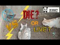 DIE OR LIVE CATS VS MOUSE